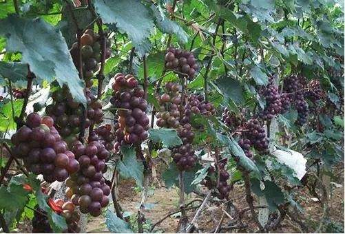 葡萄是木质藤本植物